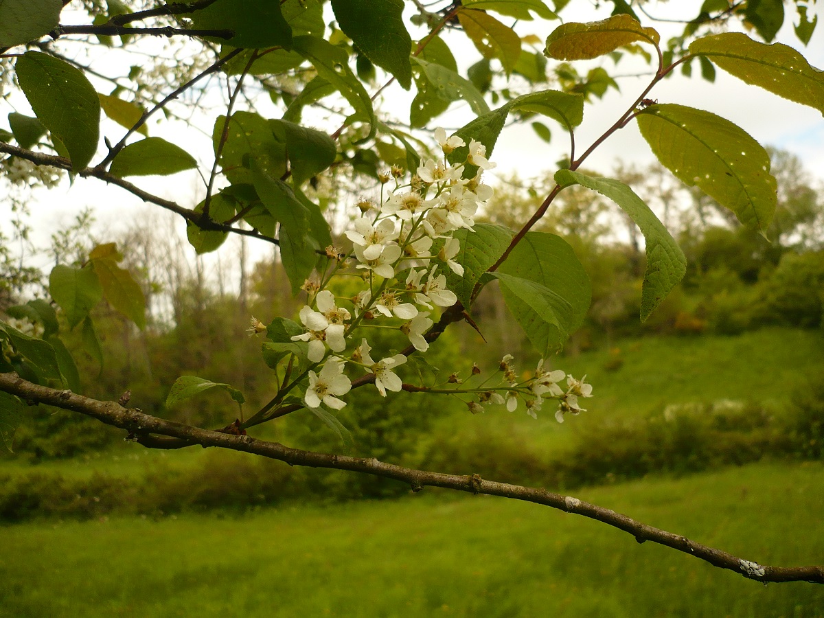Prunus padus (Rosaceae)